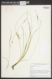 Carex elliottii image