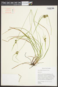 Carex elliottii image