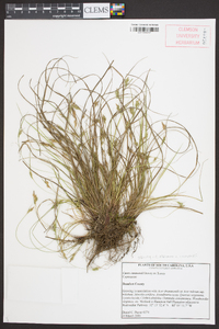 Carex emmonsii image