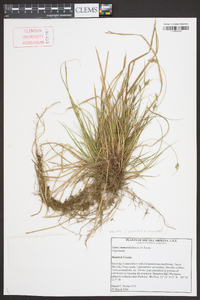 Carex emmonsii image