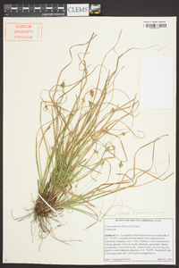 Carex emmonsii image