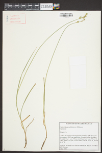 Carex festucacea image