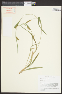 Carex flaccosperma image