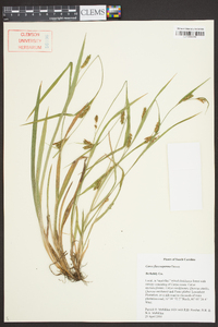 Carex flaccosperma image