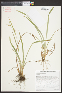 Carex flaccosperma image