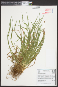 Carex flaccosperma image