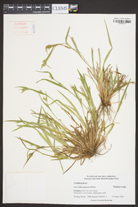 Carex flaccosperma image