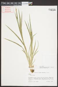 Carex flaccosperma image