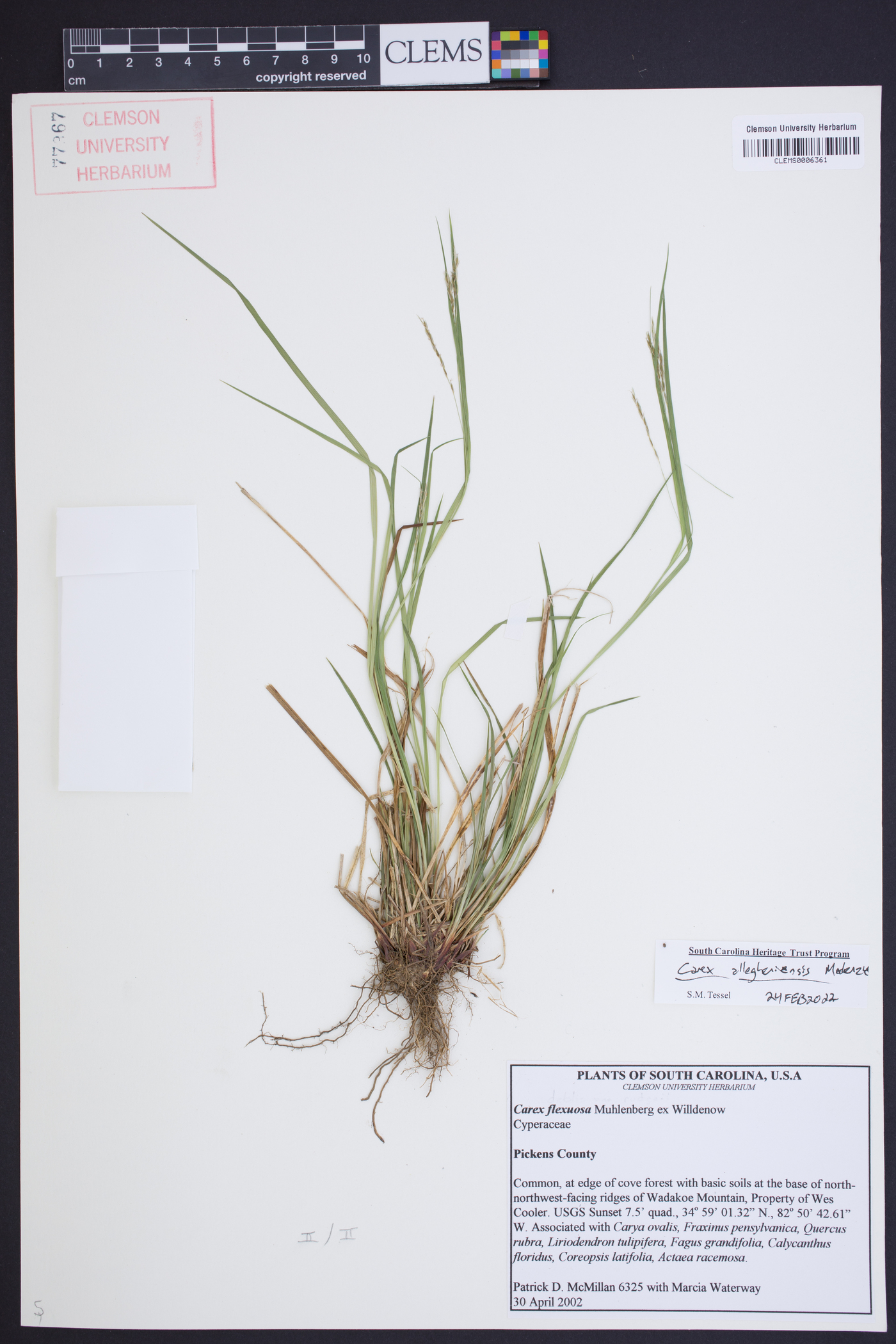 Carex allegheniensis image