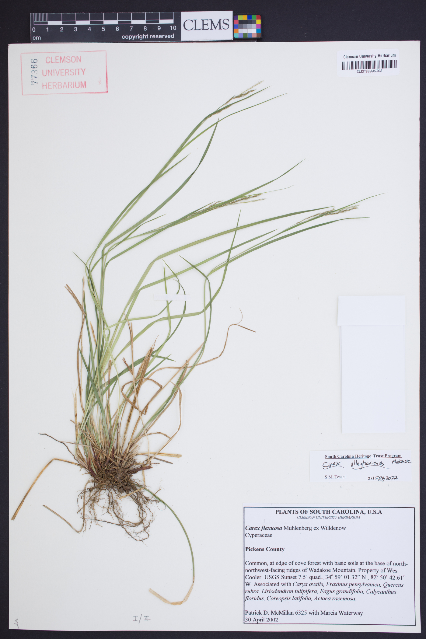 Carex allegheniensis image