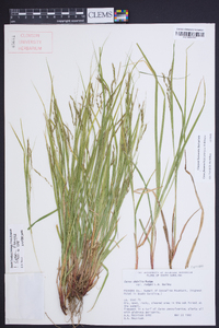 Carex flexuosa image