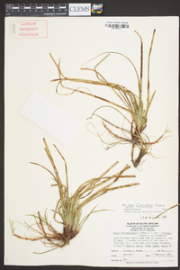 Carex floridana image