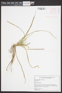 Carex floridana image