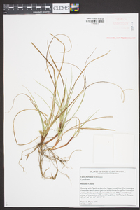 Carex floridana image