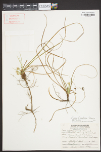 Carex floridana image