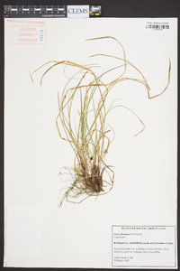 Carex floridana image