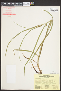 Carex aureolensis image