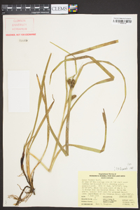 Carex aureolensis image