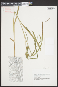 Carex aureolensis image
