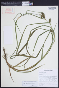 Carex aureolensis image