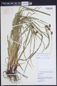 Carex aureolensis image