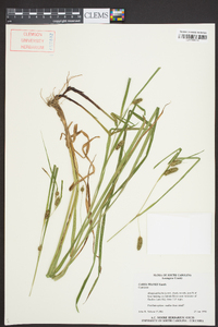 Carex aureolensis image