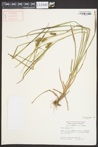 Carex aureolensis image