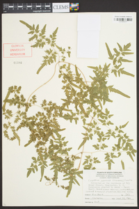 Lygodium japonicum image