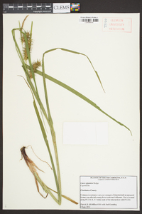 Carex gigantea image