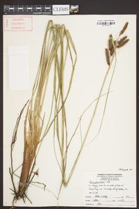 Carex glaucescens image