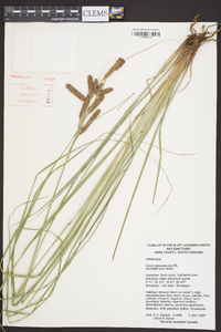 Carex glaucescens image