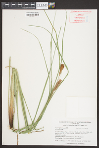 Carex glaucescens image