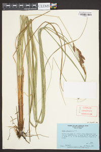 Carex glaucescens image