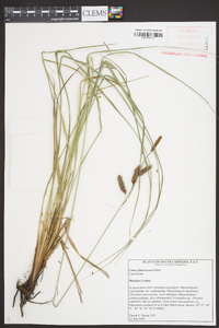 Carex glaucescens image