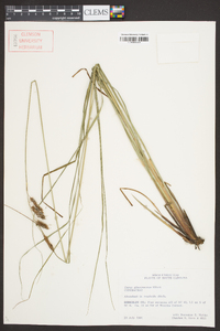 Carex glaucescens image