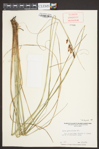 Carex glaucescens image