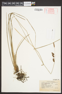 Carex glaucescens image