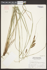 Carex glaucescens image