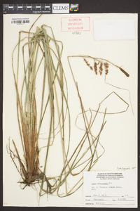 Carex glaucescens image