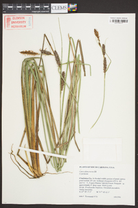 Carex glaucescens image