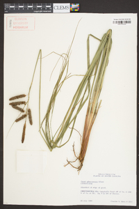 Carex glaucescens image