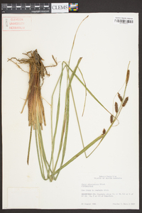 Carex glaucescens image