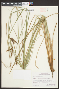 Carex glaucescens image