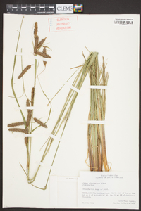 Carex glaucescens image