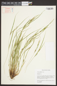 Carex godfreyi image