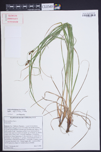 Carex caroliniana image