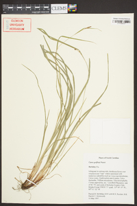 Carex godfreyi image