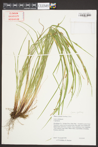 Carex godfreyi image