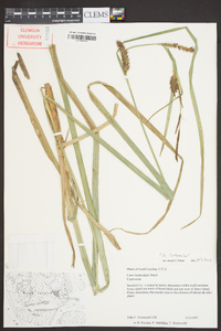 Carex hyalinolepis image