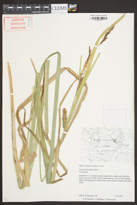 Carex hyalinolepis image